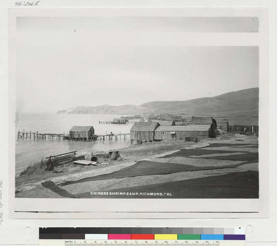 Chinese Shrimp Camp
